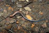 Eumeces anthracinus (adult male coal skink), Washington county, Arkansas