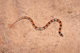 Sonora semiannulata (groundsnake), Barber county