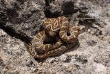 Elaphe emoryi (great plains ratsnake), Clark county