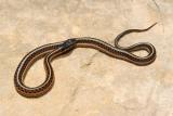 Thamnophis sirtalis (red-sided garter snake), Russell county