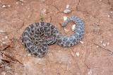 Sistrurus catenatus (western massasauga), Oklahoma