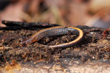 First find!  Redback salamander (Plethodon serratus), yellow phase