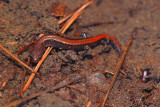 Heres one!  Redback salamander, red phase