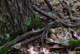 Timber Rattlesnakes