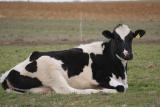 Lazy Cow