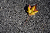 Street Leaves