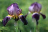 Irises 7