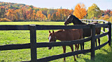Horses Near Millbrook