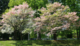 Trees in Bloom in May