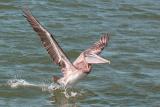 Brown Pelican