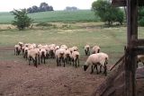 Out to pasture