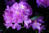 RHODODENDRON    SIMSII  ...