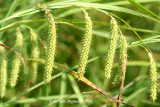 Carex crpu - Fringed Sedge - Carex crinita 3m8