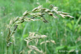 Chiendent - Quackgrass - Agropyron repens 2m8