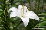 Lys - Lily - Lilium orientalis casablanca