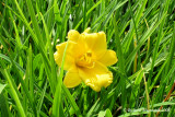 Hmrocalle - Daylily - Hemerocallis Stella de Oro