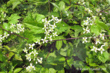Clmatite de Virginie - Virginia Virgins Bower - Clematis virginiana 2m8