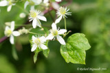 Clmatite de Virginie - Virginia Virgins Bower - Clematis virginiana 3m8