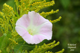 Grand liseron - Hedge Bindweed - Calystegia sepium 2m8