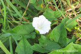 Grand liseron - Hedge Bindweed - Calystegia sepium 4m8