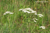 Achill millefeuille - Herbe  dindons - Common yarrow - Achillea millefolium 2m8