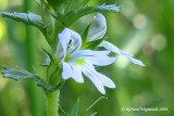 Euphraise du Canada - Canadian eye-bright - Euphrasia canadensis 4m8