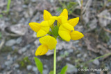 Lotier cornicul - Birdfoot Trefoil - Lotus corniculatus 4m8