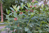 Asclpiade commune - Common milkweed - Asclepias syriaca 2m8