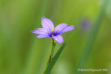 Bermudienne montagnarde - Mountain blue-eyed grass - Sisyrinchium montanum 1m8
