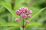 Eupatoire macule - Joe-pye-weed - Eupatorium maculatum 3m8