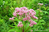 Eupatoire macule - Joe-pye-weed - Eupatorium maculatum 4m8