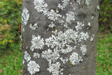 Parmelia sulcata - Hammered Shield Lichen 2m8
