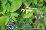 Cornouiller amome - Silky Dogwood - Cornus amomum 4m8