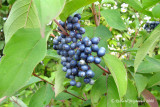 Cornouiller amome - Silky Dogwood - Cornus amomum 5m8