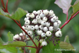 Cornouiller stolonifre - Red osier Dogwood - Cornus stolonifera 5m8
