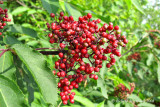 Sureau rouge - Red-berried elder - Sambucus racemosa 6m8