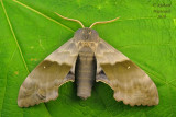 7828 - Big Poplar Sphinx Moth - Pachysphinx modesta 1 m10