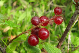 Gadellier glanduleux - Skunk currant - Ribes glandulosum 5 m10