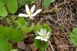 Sanguinaire du Canada - Bloodroot - Sanguinaria canadensis 4m10