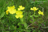 Onagre piloselle - Midwestern sundrop - Oenothera pilosella 1 m10