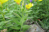 Onagre piloselle - Midwestern sundrop - Oenothera pilosella 2 m10