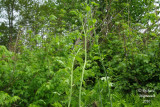 Raisin de couleuvre - Carrion flower - Smilax herbacea 7 m10