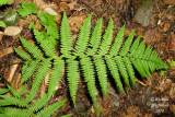 Athyrie fougre-femelle - Lady-fern - Athyrium filix-femina 4 m10