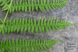 Athyrie fougre-femelle - Lady-fern - Athyrium filix-femina 6 m10