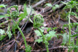 Dryoptre intermdiaire - Evergreen wood fern - Dryopteris intermedia 2 m9