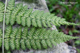 Dryoptre intermdiaire - Evergreen wood fern - Dryopteris intermedia 7 m9