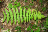 Fougre  foin - Hay-sented fern - Dennstaedtia punctilobula 2 m10