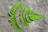 Gynmnocarpe fougre-du-chne - Oak-fern - Gymnocarpium dryopteris 5 m10