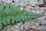 Polystic de Braun - Brauns holly fern - Polystichum braunii 4m9