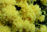 Fleur de tan - Scrambled-egg slime - Fuligo septica var. flava 2m9